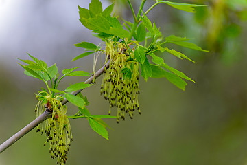 Image showing Maple American