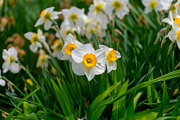 Image showing Daffodils