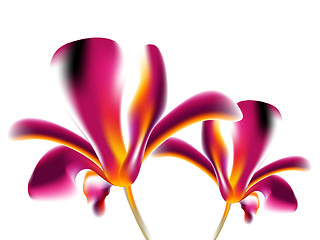 Image showing Colorful flower background