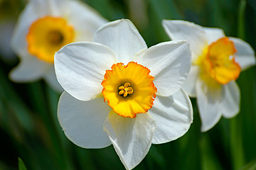 Image showing Daffodils