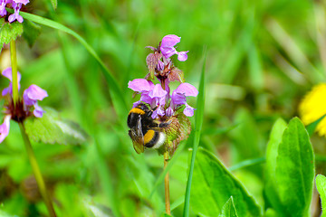 Image showing Bumblebee and purple flower