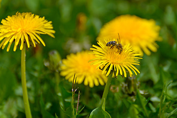 Image showing Bee and dandelion