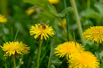 Image showing Bee and dandelion