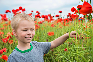 Image showing Cute boy in field with red poppies