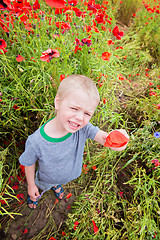 Image showing Cute boy in field with red poppies