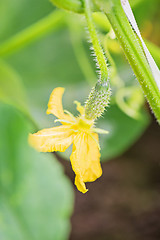 Image showing Small cucumber growing