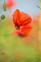 Image showing Tender shot of red poppies