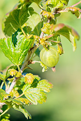 Image showing Gooseberry bush with green berries