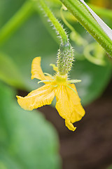 Image showing Young cucumber growing