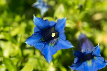 Image showing Trumpet gentiana blue spring flower in garden