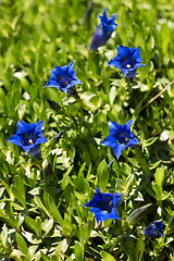 Image showing Trumpet gentiana blue spring flower in garden