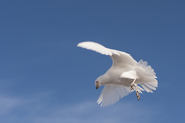 Image showing Snowy Sheathbill  in Antarctica