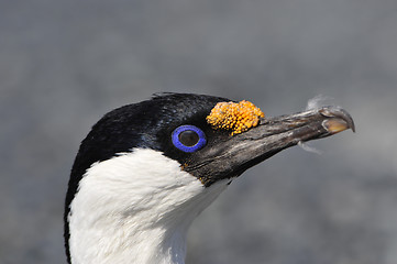 Image showing Antarctic Shag close up