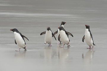 Image showing Rockhopper penguins Falkland Island