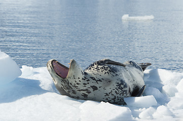 Image showing Leopard Seal on Ice Floe