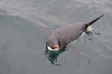 Image showing Adelie Penguin on snow