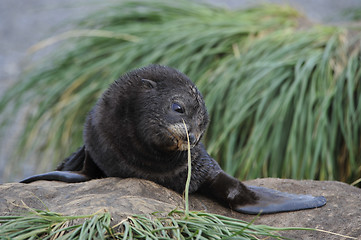 Image showing Antarctic fur seal pup close-up in grass