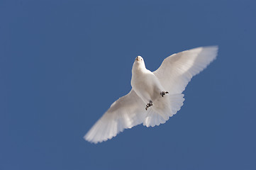 Image showing Snowy Sheathbill  in Antarctica