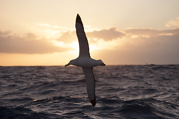 Image showing  Wandering Albatrosses in Drake Passage