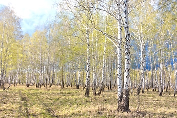 Image showing spring birch forest