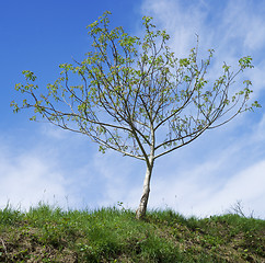 Image showing Walnut Tree Pollination