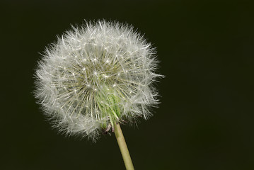 Image showing Dandelion Blowball Cutout