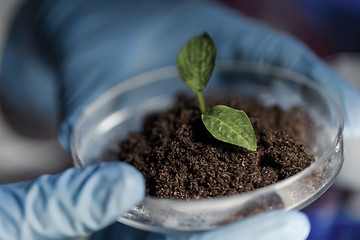 Image showing close up of hands with plant and soil in lab