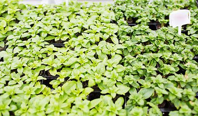 Image showing close up of seedlings in farm greenhouse