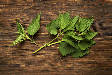 Image showing Nettle