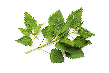 Image showing Nettle