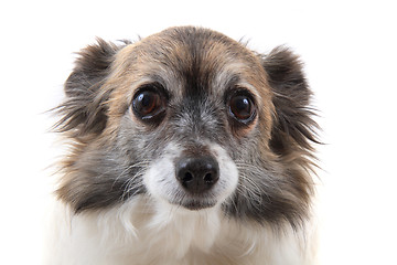 Image showing head of sweet chihuahua