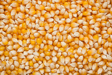 Image showing Corn kernels