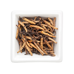 Image showing Traditional Chinese Medicine - Ophiocordyceps sinensis (caterpil