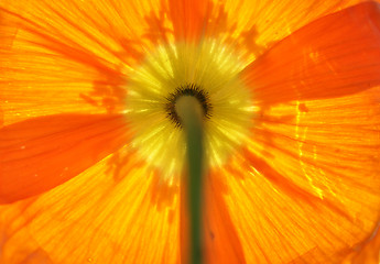 Image showing Background Iceland poppy 