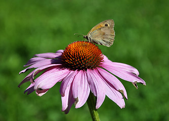 Image showing Purple coneflower