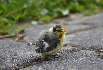 Image showing Young blue tit