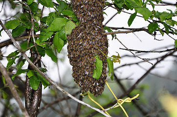 Image showing Swarm of bees