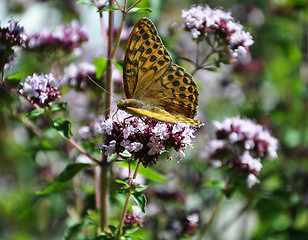 Image showing Oregano with butterfly