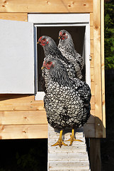 Image showing Wyandotts in front of chicken house