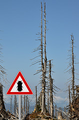 Image showing Bark beetle zone at mount Rachel