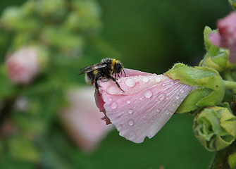 Image showing Common Hollyhock with bumblebee