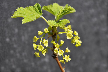 Image showing Red currant bloom