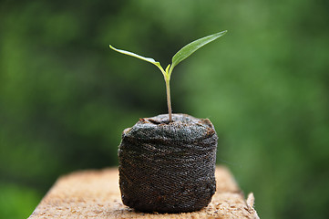 Image showing Pepper seedling