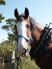 Image showing Clydesdale Horse