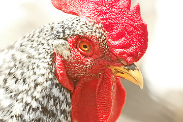 Image showing Adult speckled rooster