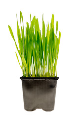 Image showing Wheat grass isolated