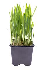 Image showing Wheat grass isolated