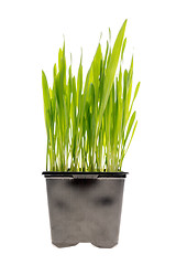 Image showing Wheat grass isolated