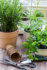 Image showing Plants with flowers and herbs in garden