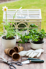 Image showing Plants with flowers and herbs in garden